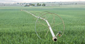Irrigation in field