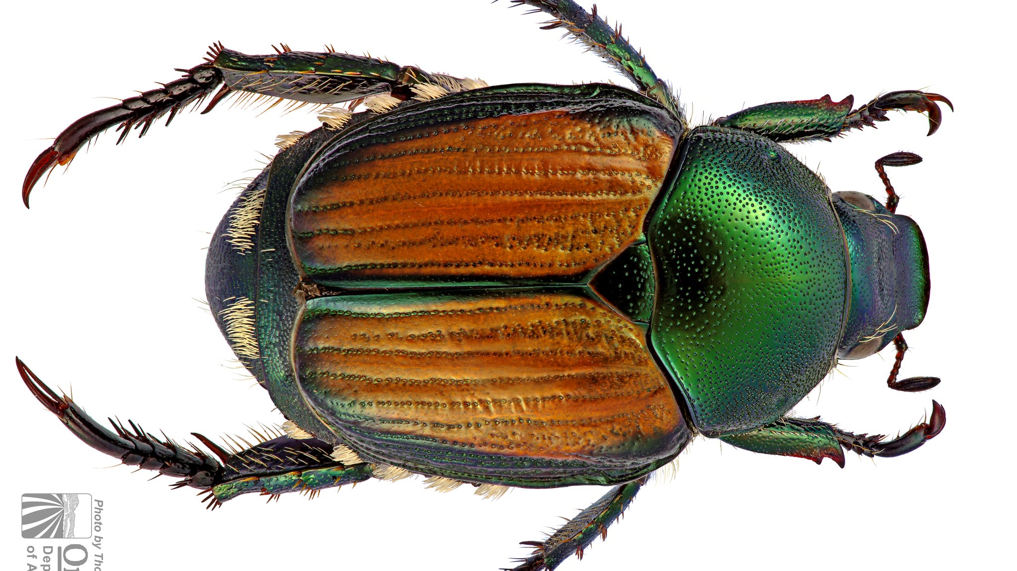 images of beetles