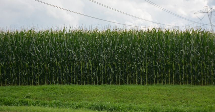 corn field corn field
