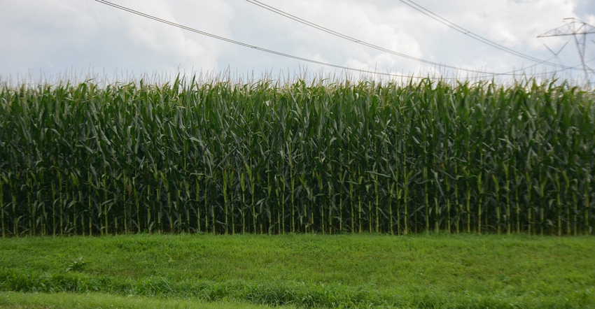 corn field