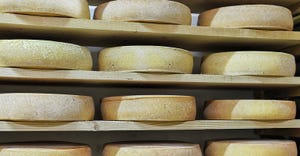 cheese wheels laid out on curing racks