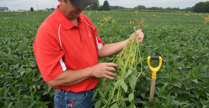 Steve Gauck holding soybean plant in soybean field