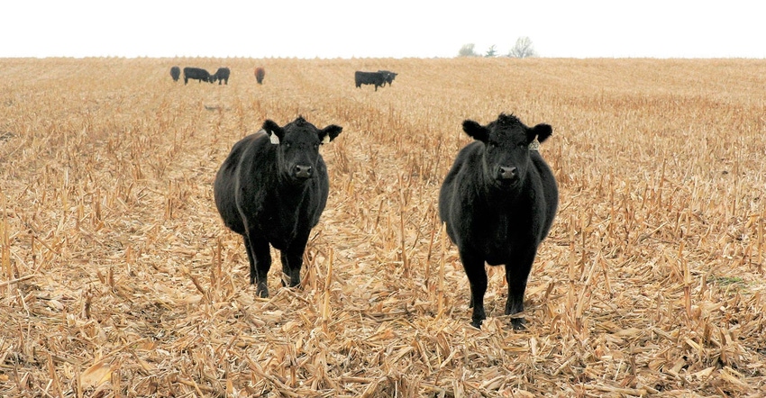Cattle grazing dry corn fields
