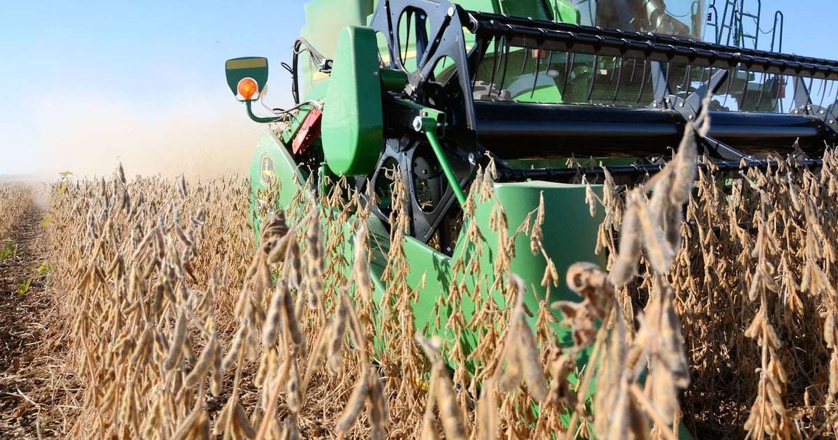 How big are the crops?