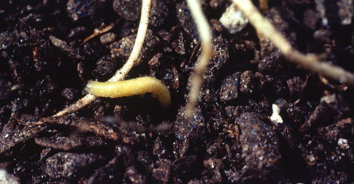 western corn rootworm
