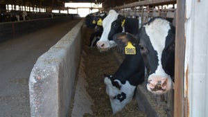 Holstein cattle eating hay out of a trough