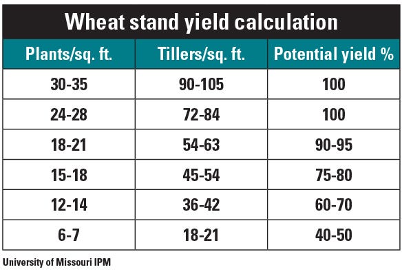 table wheat stand yield calculation 