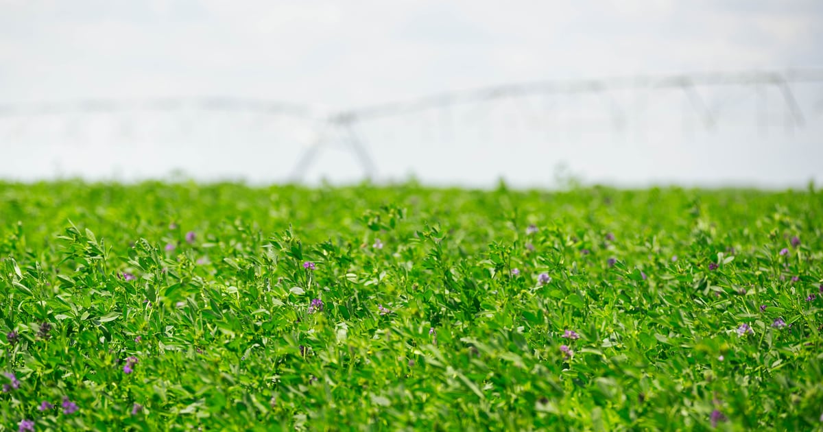 Protect alfalfa: Scout early to combat pests and drought damage