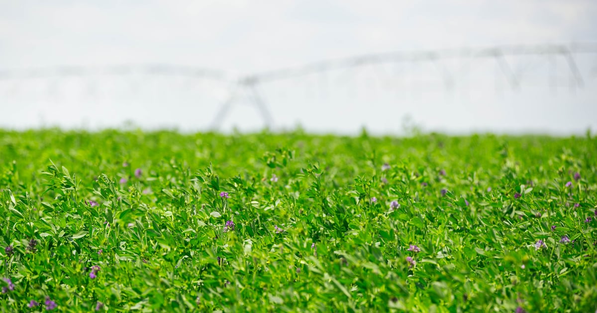 Protect alfalfa: Scout early to combat pests and drought damage