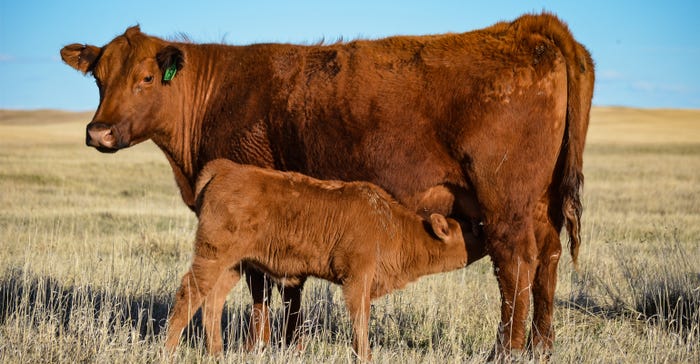 Red Angus cow and calf