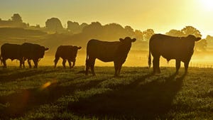 Cattle Sunset