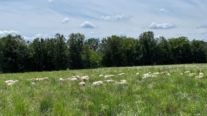 Sheep grazing in grass