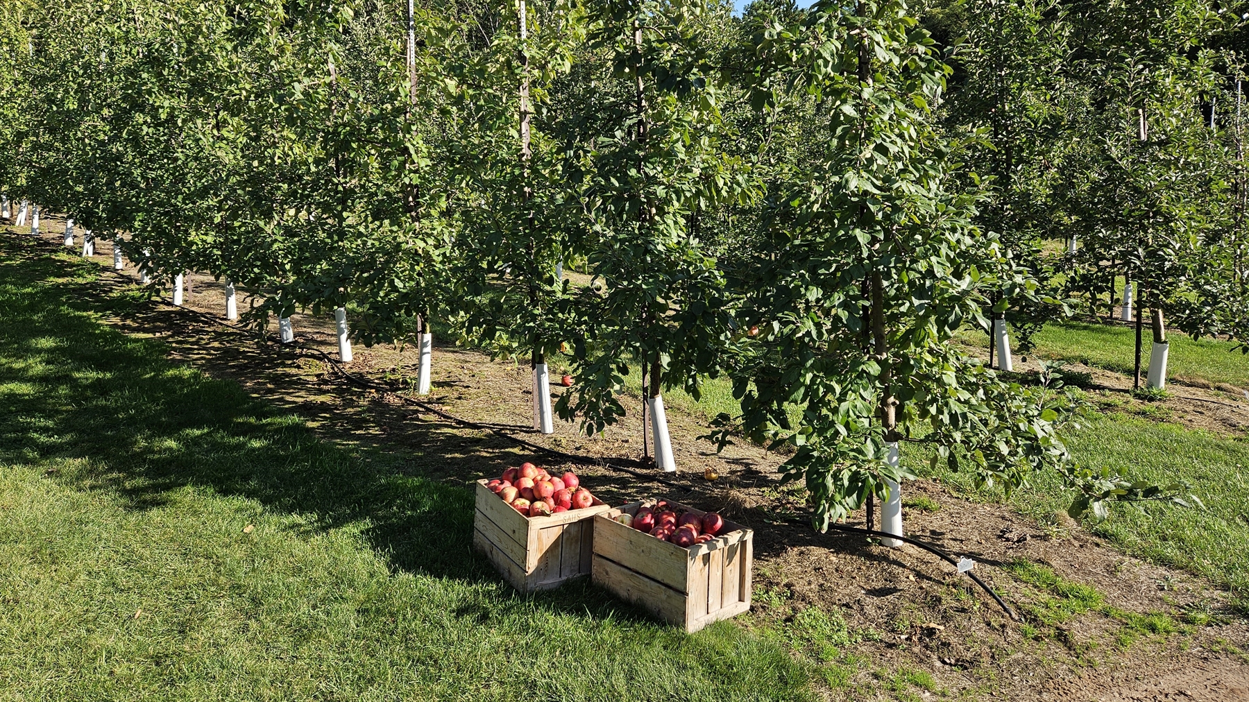 Customers enjoy picturesque apple orchard at Green Lake, Wis.