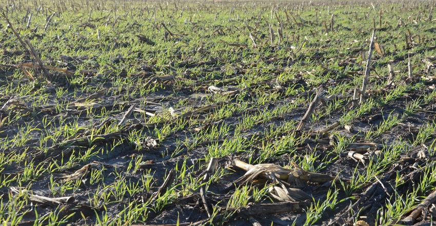 Cover crops in field Cover crops in field