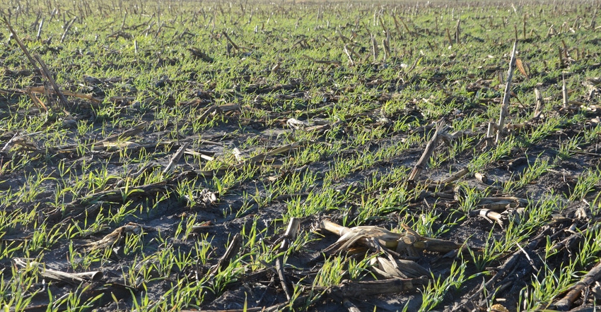 Cover crops in field