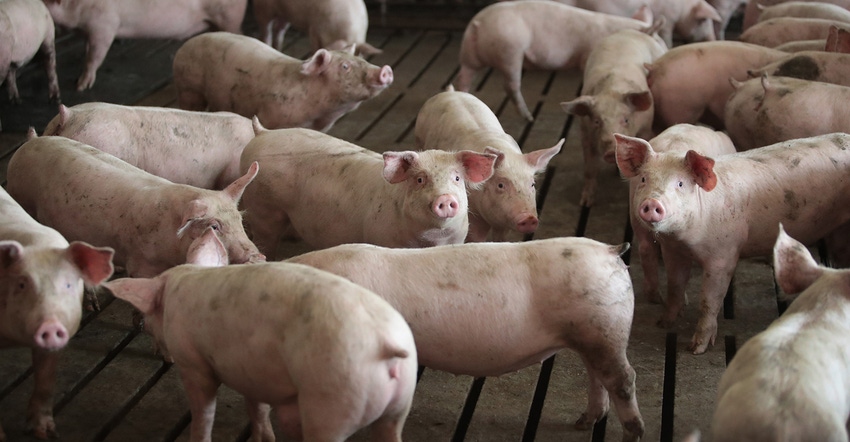 Group of hogs in a barn.