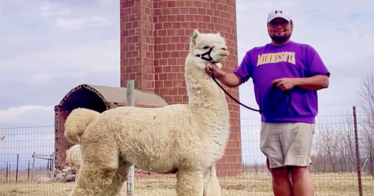 Minnesota alpaca farmer wins big on Wheel of Fortune