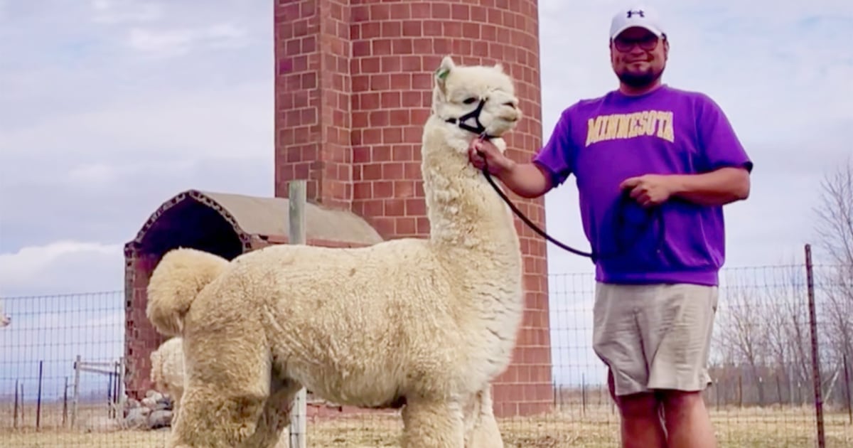Minnesota alpaca farmer wins big on Wheel of Fortune