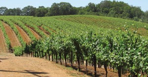 GL0908-hearden-vino-farms.JPG