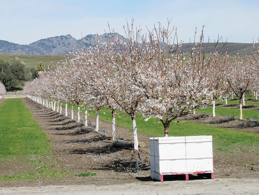BEES-FarmPressPhoto.jpg BEES-FarmPressPhoto.jpg
