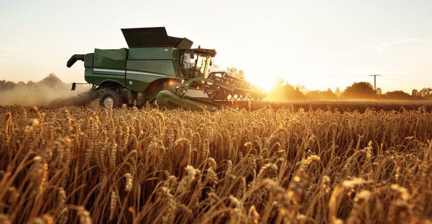 Combine harvesting wheat