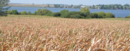 corn_disaster_coverage_added_10_counties_1_635385545752877336.jpg