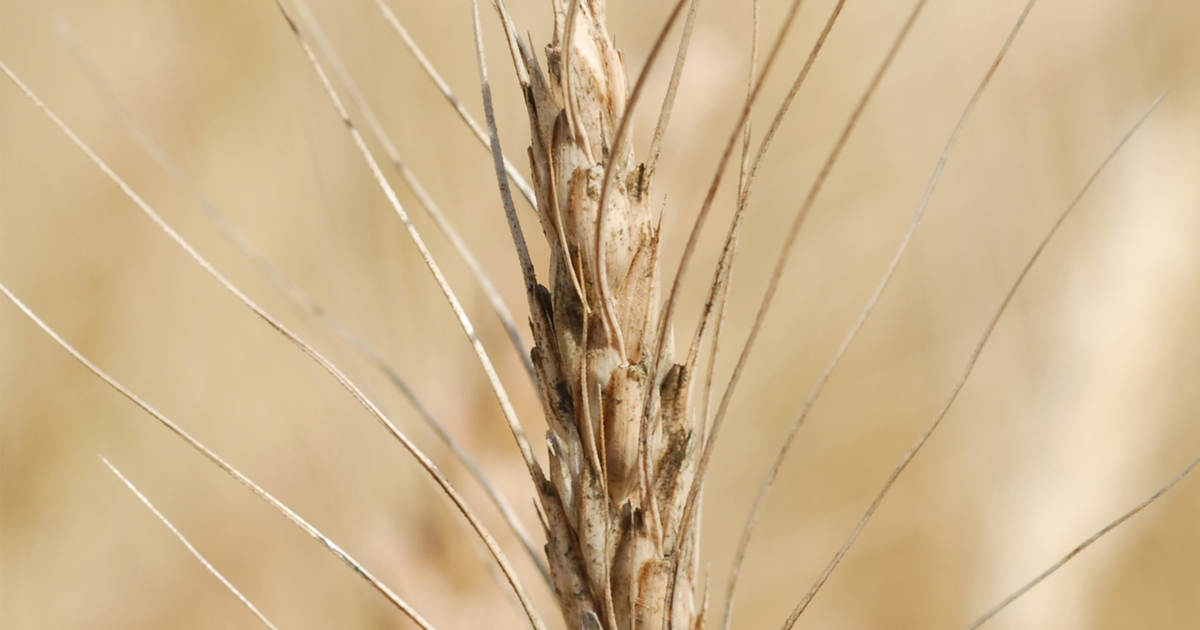 Take steps now to avoid wheat diseases next year