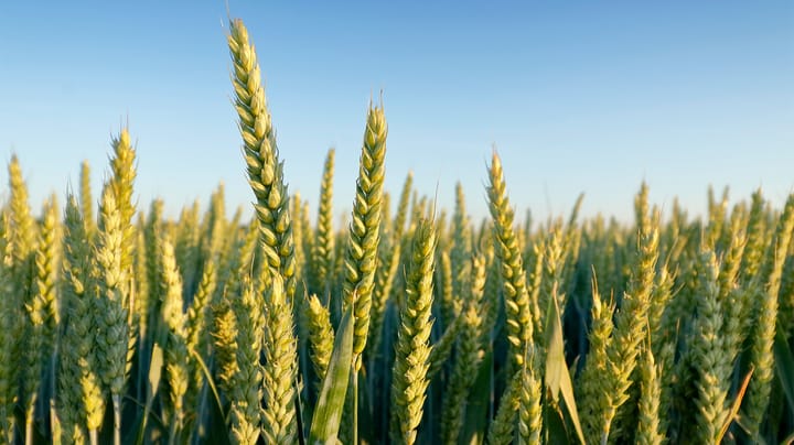 Wheat rallies tough to sustain, but El Niño, supply risks remain