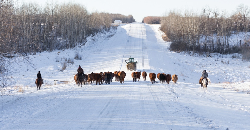 cattle drive on a winter day