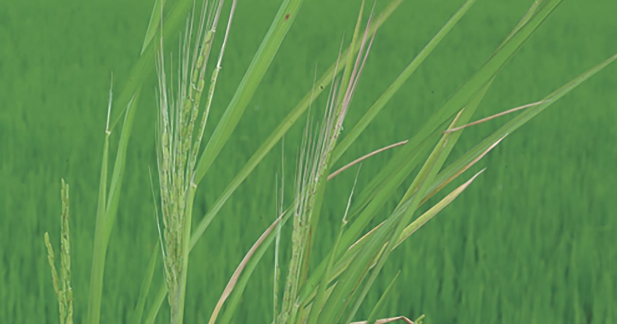 Rogue herbicide approved for Midsouth rice fields