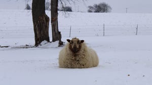 One sheep resting in a field with snow