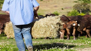 Hay supplies look promising for beef in 2024