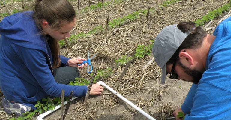 two people using PVC frame to count middens in a section