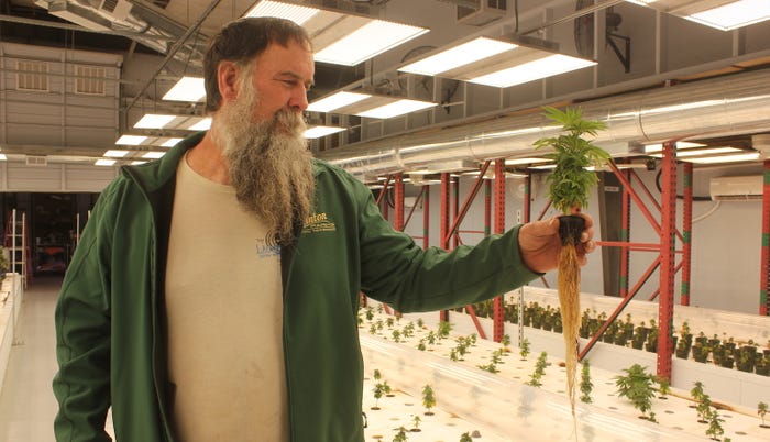 man holds hemp plant in greenhouse