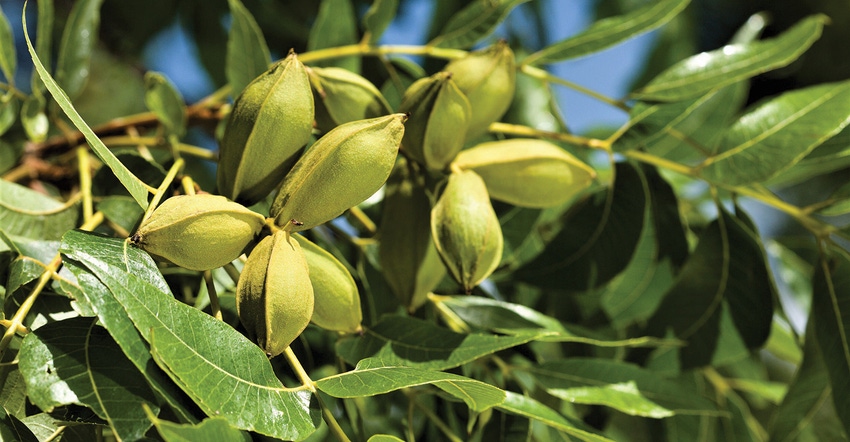 TNFP0317-ARS-pecans.jpg TNFP0317-ARS-pecans.jpg