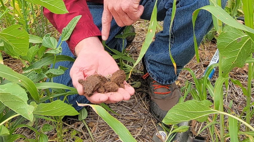 soil-cover-crop