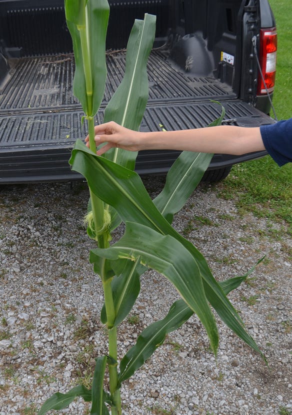 Silks peeking out of the ear shoot on a corn plant