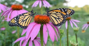 Monarch butterflies on flowers