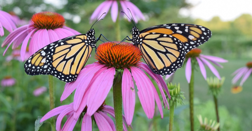 Monarch butterflies on flowers