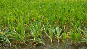 A flooded cornfield