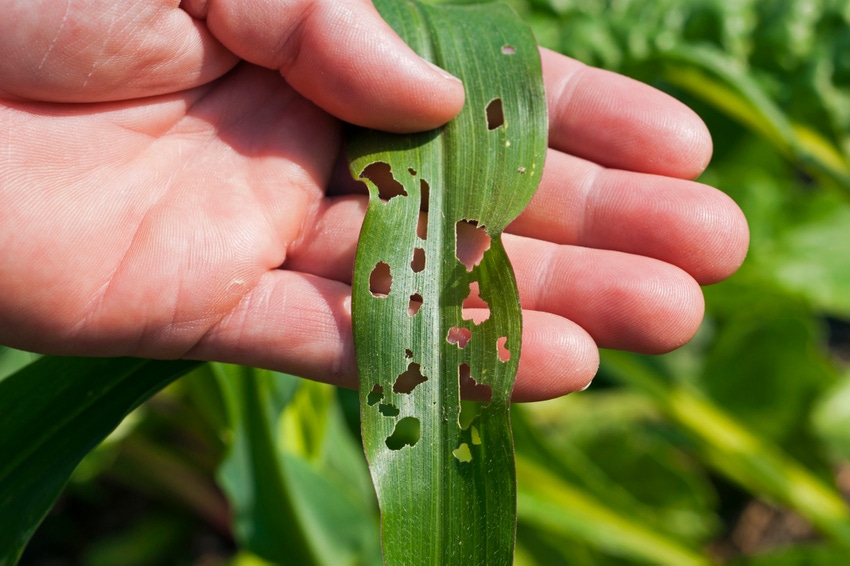 insect-damaged corn leaf