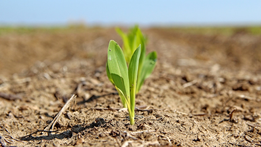 Corn Seedling