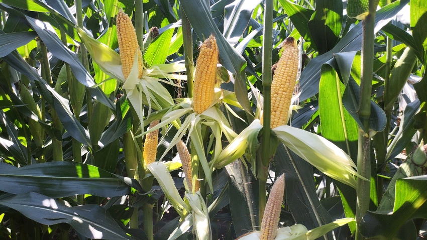 Corn plants with husk pulled back showing ears