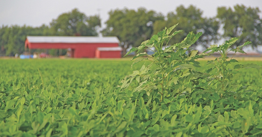 JM-Pigweed-Staff-DFP-MaleWeedscopy.jpg JM-Pigweed-Staff-DFP-MaleWeedscopy.jpg