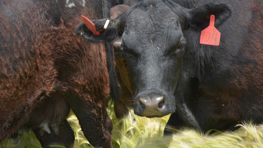 Closeup of head of cow near ground