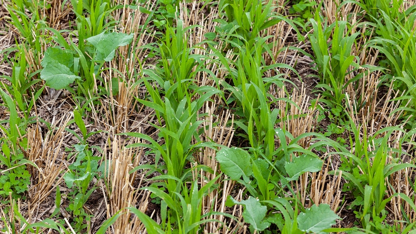 Close up of cover crops growing between rows of wheat stubble