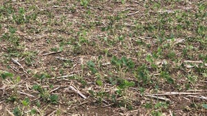 A soybean field with significant hail damage