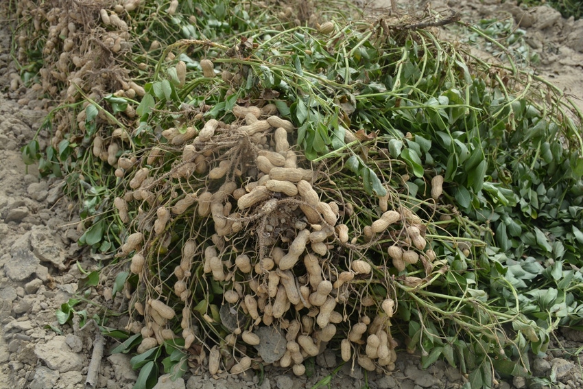 John_Hart_Farm_Press_Peanuts_Aflatoxin.jpg