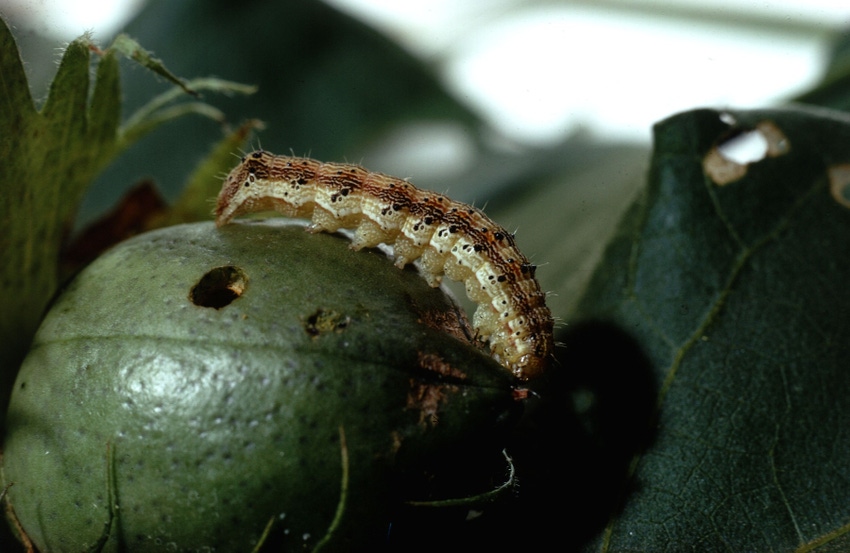 Corn earworm pest in South Carolina