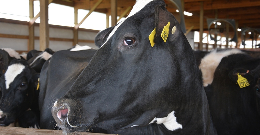 closeup of Holstein head